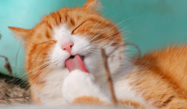 Para Pencinta Kucing Hati-hati Main dengan Hewan Peliharaanmu, Ini Peringatan Ahli Saraf Terkenal!